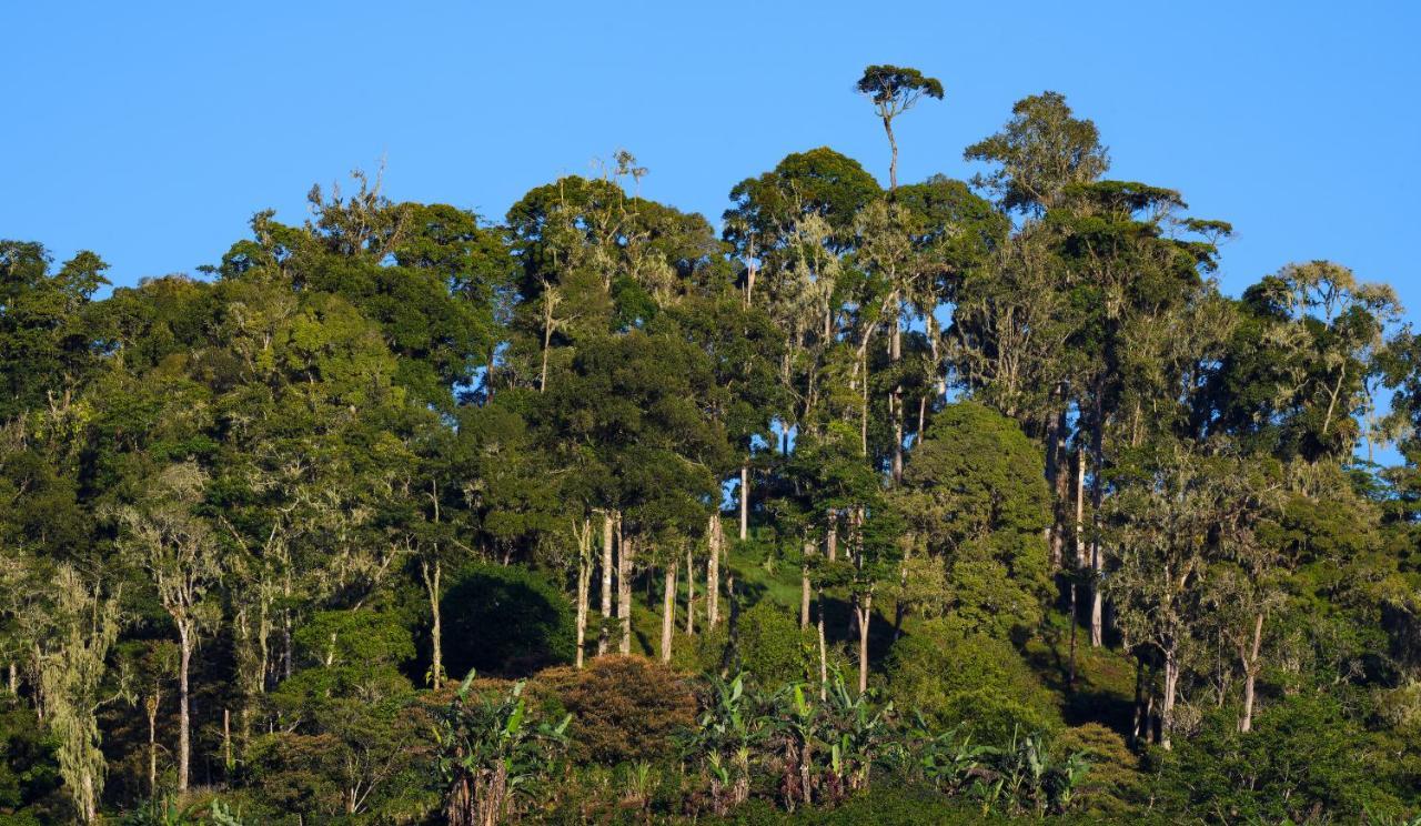 Arte De Plumas Birding Lodge Cartago Eksteriør billede