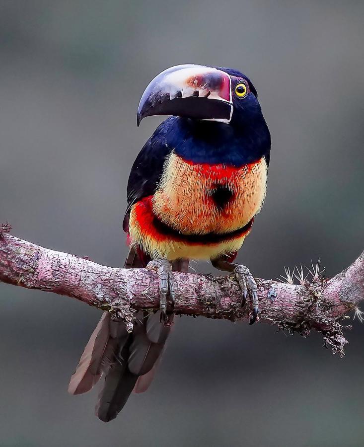 Arte De Plumas Birding Lodge Cartago Eksteriør billede