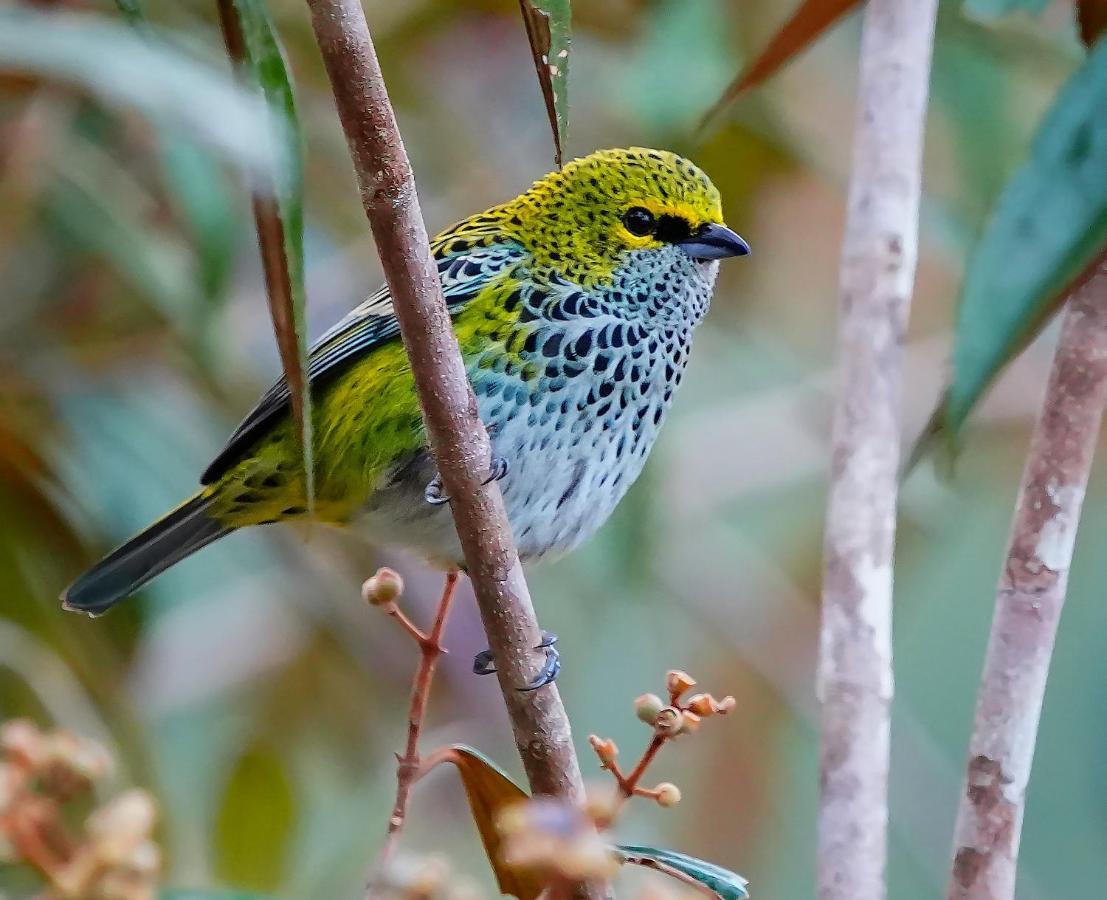 Arte De Plumas Birding Lodge Cartago Eksteriør billede