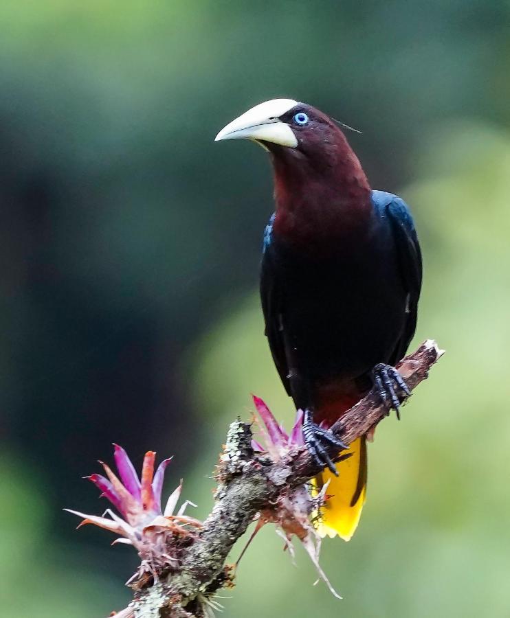 Arte De Plumas Birding Lodge Cartago Eksteriør billede