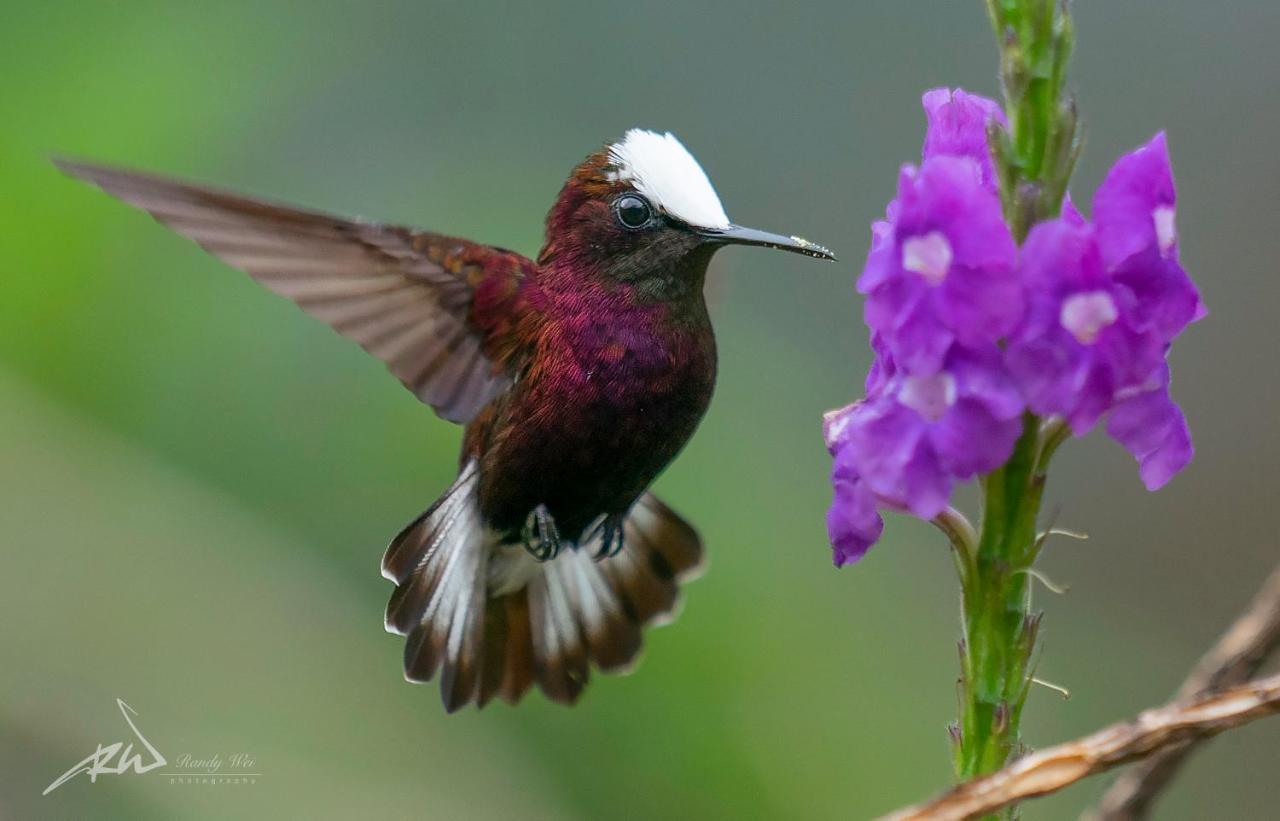 Arte De Plumas Birding Lodge Cartago Eksteriør billede