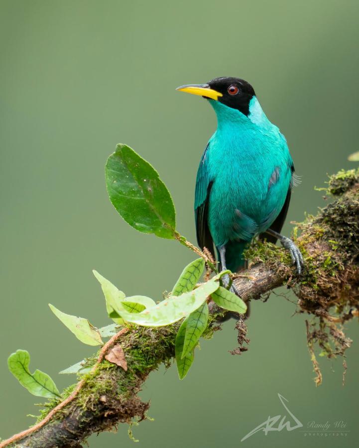 Arte De Plumas Birding Lodge Cartago Eksteriør billede