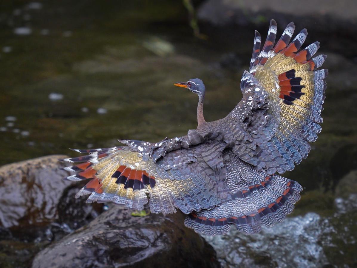Arte De Plumas Birding Lodge Cartago Eksteriør billede