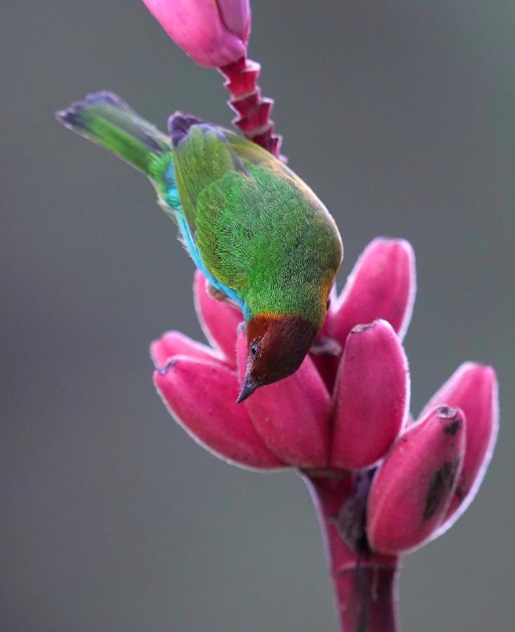 Arte De Plumas Birding Lodge Cartago Eksteriør billede