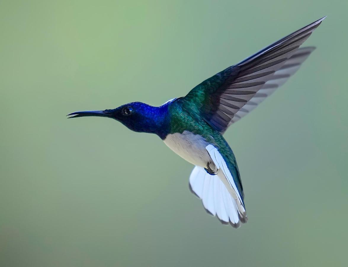 Arte De Plumas Birding Lodge Cartago Eksteriør billede