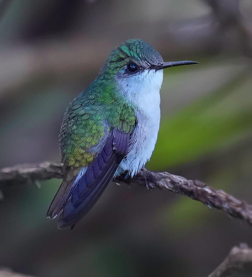 Arte De Plumas Birding Lodge Cartago Eksteriør billede