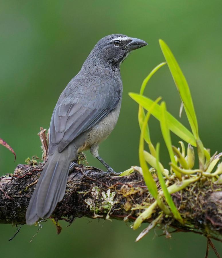 Arte De Plumas Birding Lodge Cartago Eksteriør billede