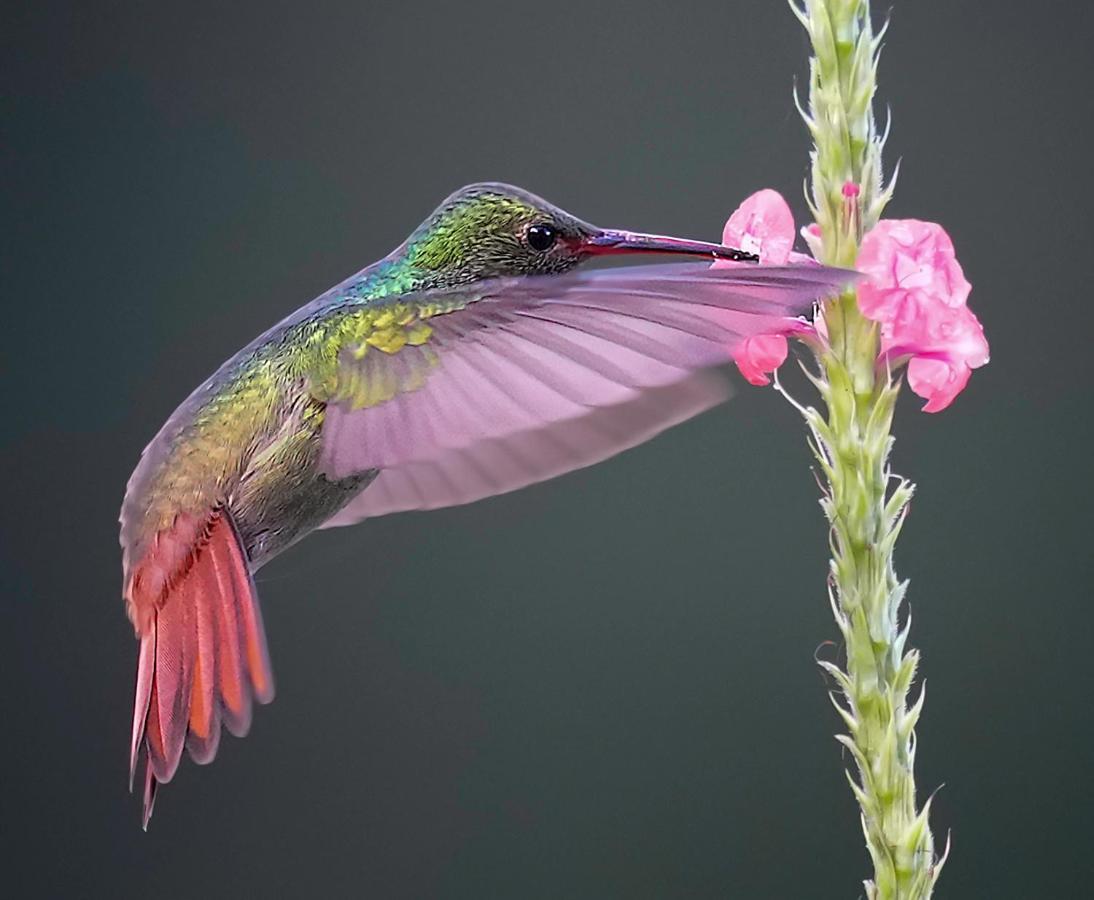 Arte De Plumas Birding Lodge Cartago Eksteriør billede