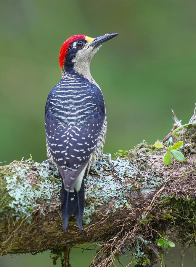 Arte De Plumas Birding Lodge Cartago Eksteriør billede